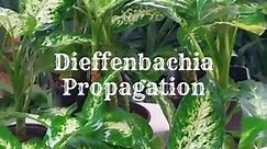 Dieffenbachia Propagation | Dumb Cane Plant