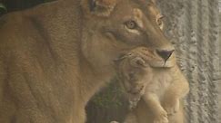Why a lioness would eat her cubs