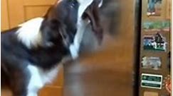 Dog Opens Refrigerator And Takes Out Box of Food