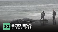 Whale found dead on Long Beach Island in New Jersey had blunt force trauma