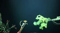 Origami-inspired robot can identify new marine species 'in minutes'
