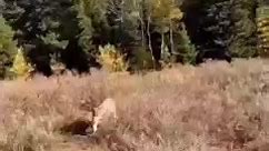 Mountain lion attacks man | Anthony Rubeo Outdoors