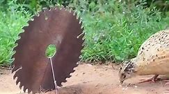 Easy Quail Trap Using Wood Cutting Tools​ Fall down in​ to the hole #birdtrap #shorts #foryoupage #viralvideo #usa_tiktok🇺🇸 #foryou #foryourpage #followers #highlights #family #facebookpost #farming #creative #FacebookPage | Steel Tube