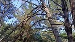 #arborist tops ugly leaning pine #treeservice #treeremoval #treefelling #husqvarna #treecare | White Cut