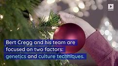 The Science Behind Growing a Perfect Christmas Tree - video Dailymotion