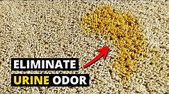 How to Remove PET URINE ODOR From Carpet Using Enzymes