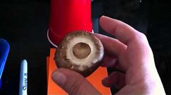 Grow mushrooms at home easily part 1