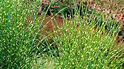 Bandwidth Miscanthus Grass | American Meadows