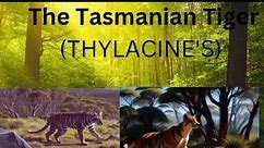 The Tasmanian Tigers:Thylacines