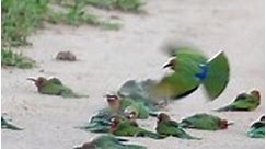 White-fronted bee-eaters having a dust bath.😀 🎥 by ranger @pcfvanwyk #birds #birdswatching | Quynh Vinh Le