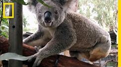 Koala Chlamydia Is a Big Problem in Australia | National Geographic