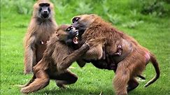 Insane Monkey fight
