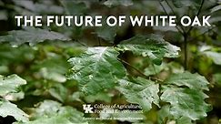The Future of White Oak