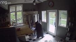 VIDEO: Bear breaks into Barkhamsted home, raids fridge for lasagna