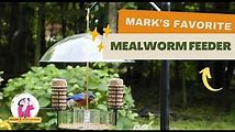 How to Attract and Feed Birds with Mealworms