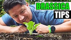 3 Brassica Planting Tips - Garden Quickie Episode 170