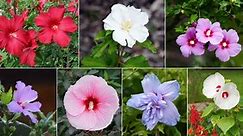 Perennial Hibiscus Varieties & Growing Guide