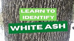 Learn to Identify White Ash