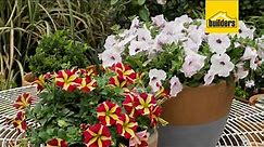Everything you Need to Know About Petunias