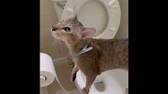 Cat Uses the Toilet