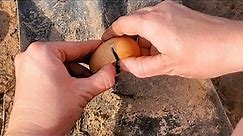 What's Inside An Egg That Didn't Hatch | Checking Unhatched Chicken Eggs | Life on the Homestead