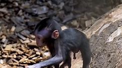 Rare baby macaque monkey seen playing in enclosure at zoo in England