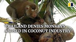 Thailand denies claims of monkey abuse in coconut harvesting