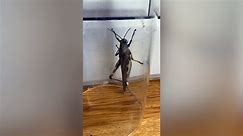 I found a giant locust in my Aldi shopping