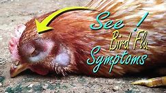 Avian Influenza Symptom in Chickens "Bird Flu H5N1 Virus" Vet learning materials, Poultry Farming