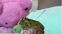 Follow For More #frog #frogs #frogsofinstagram #nature #amphibian #amphibians #froggy #amphibiansofinstagram #cute #toad #animals #art #treefrog #frogmemes #wildlife #naturephotography #froglove #photography #green | Frog Lovers