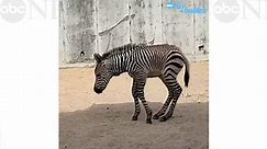 Baby zebra alert! This foal is the distraction we needed