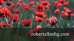 "Never be afraid to be a... - Robert Allen Home & Garden