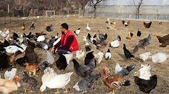 Feeding Farm Chickens - Broody Hens - Rabbit Cage Cleaning - Goose Pond - Quails - Egg Collection