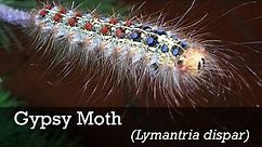 Gypsy Moth ID