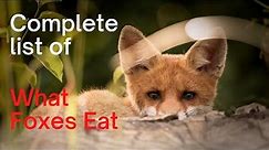 What Do Foxes Eat: Complete List of What Foxes Hunt, and Eat