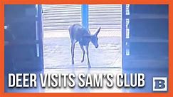 Police Chase Deer Who Wandered into California Sam's Club Store