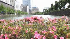 Tokyo river&flower【Ultra４K】/東京の川と花