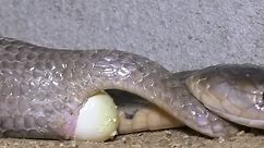 Watch Monocled Cobra Lay Eggs Live on Camera | Part 2