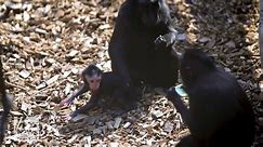 Baby monkey seen playing among friends and family