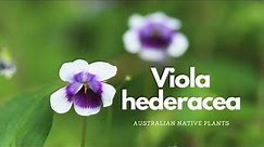 Viola hederacea | Australian Native Plant Profile | Pollinator Attracting Plants