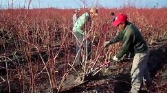 How to Prune Blueberry Bushes - Expert Blueberry Famers Advice