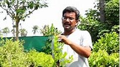 Fencing crop - వాక్కాయ | SASYASYAMALAM | For Plants and prices WhatsApp us at 9502072008 Nursery Address - Sri Sai Raghavendra Nursery, Kadiyam, East Godavari. #sasyasyamalam #naturalfarming #india #telugu #nutrigarden #vakkay #cherry #nursery #fencingcrop #agriculture #reelsfb #reelsviral #reelsinstagram #farmers | Sasyasyamalam