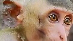 Hey what are you doing with towel 🐒🥰❤️🐵#monkey #animals #monkeys #wildlife #nature #animal #monkeysofinstagram #photography #memes #wildlifephotography #zoo #love #art #naturephotography #funny | Monkey Zoo