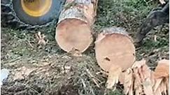 Safe Tree Cutting Techniques #treeremoval #arborist #treework #treeservice #treelife #treecare #stihl #treesurgeon #chainsaw #treecutting #logger #stihlchainsaw #lumberjack #timberfaller | Harris B. Horton