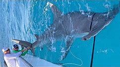 MASSIVE World Record Size Hammerhead Shark Caught Fishing with Greg Norman