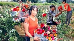 cut roses, go to the market to sell and work with hunters to arrange flowers Huong free life