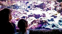 Virtual Aquarium | SEA LIFE Sydney Aquarium