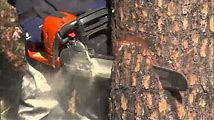 Chainsaw Basics: How to Safely Cut Down a Leaning Tree