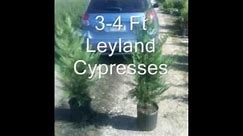 Tips on Planting Leyland Cypress Trees===
