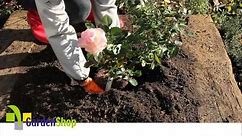How to plant a Rose